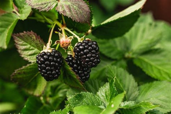Are blackberry trees edible?