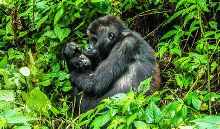 Are gorillas loyal?