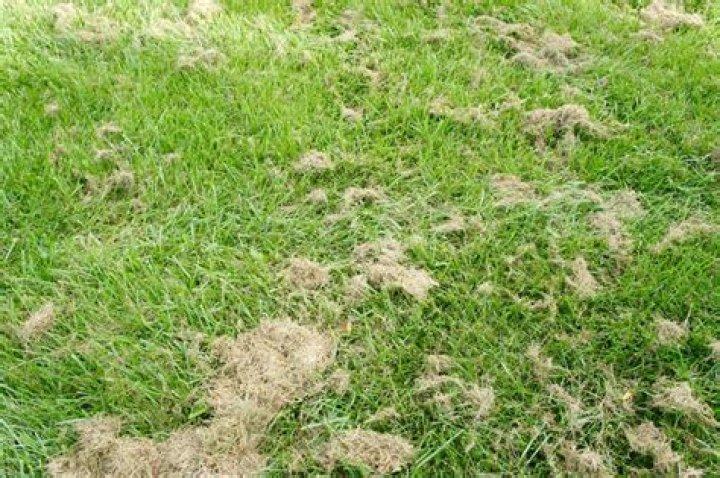 Are grass clippings bad?