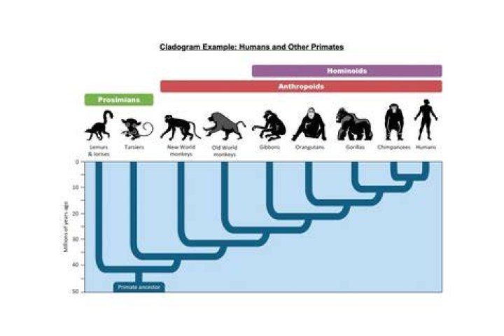 Are humans the weakest ape?