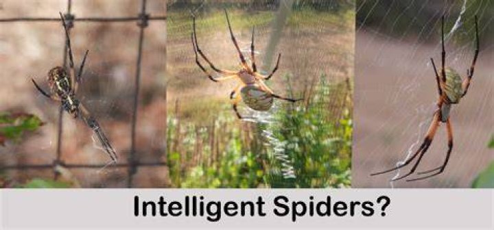 Are there intelligent spiders?