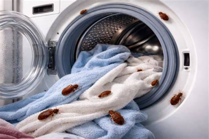 Can bedbugs live in a washing machine?