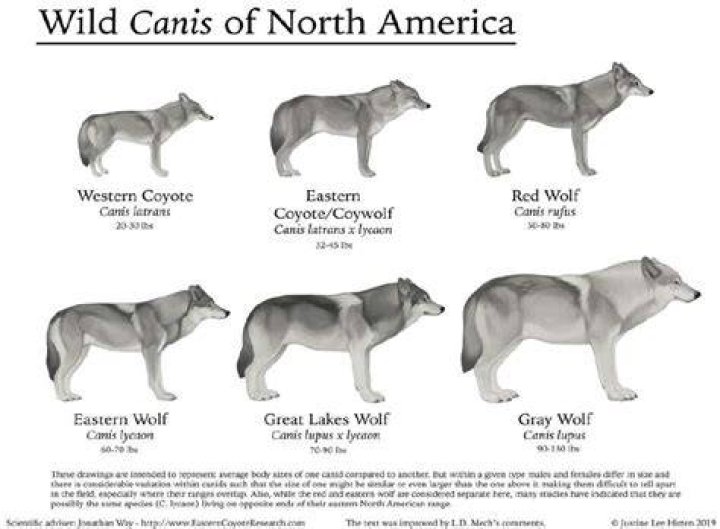 Can coyotes breed with wolves?