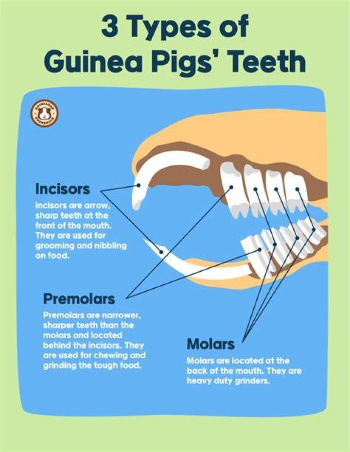 Can I cut my guinea pig's teeth?