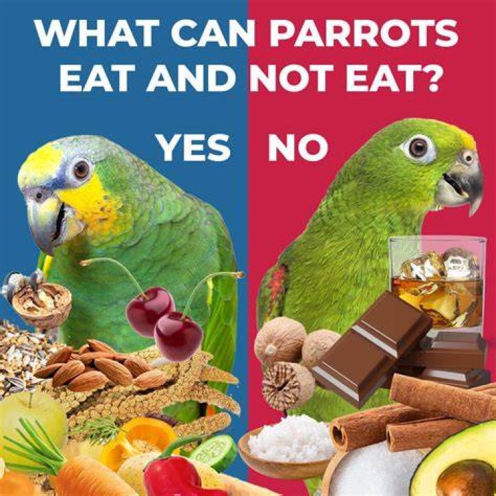Can parrots eat Nutella?