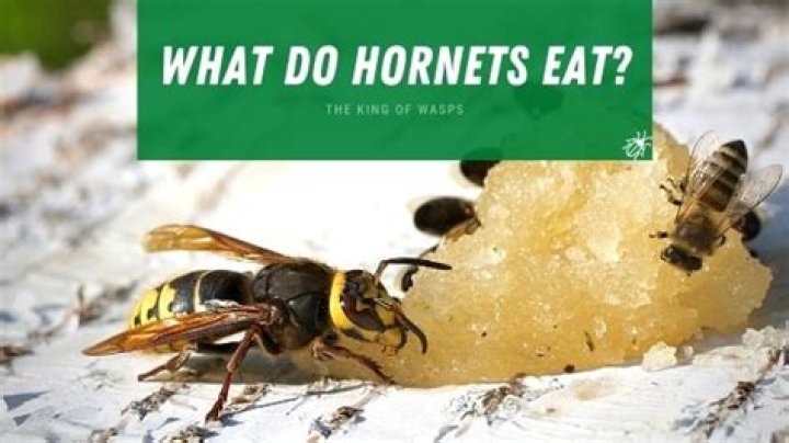 Do Hornets have a purpose?