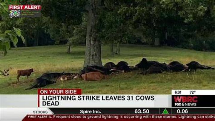 Do horses get struck by lightning?