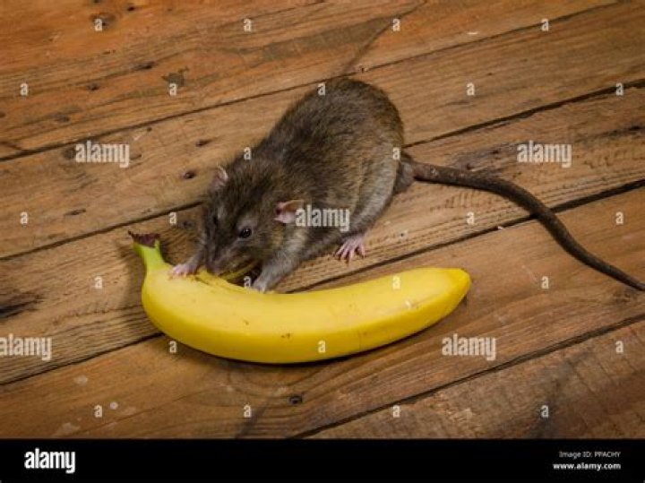 Do rats eat banana peels?