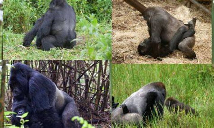 How do gorillas choose a mate?