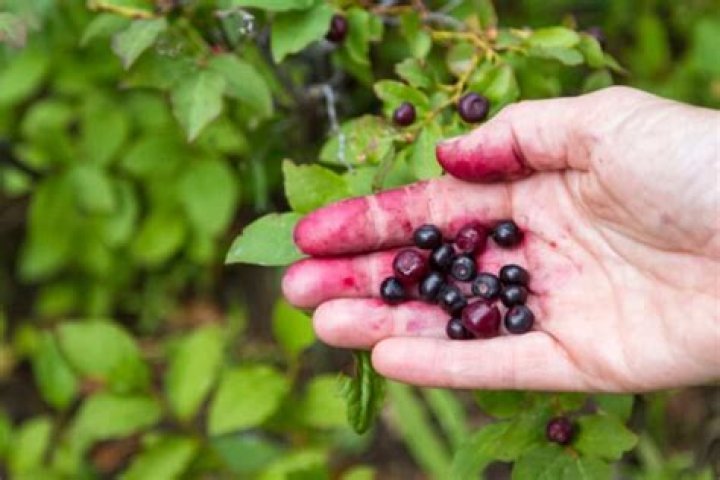 How do you grow a Huckleberry?