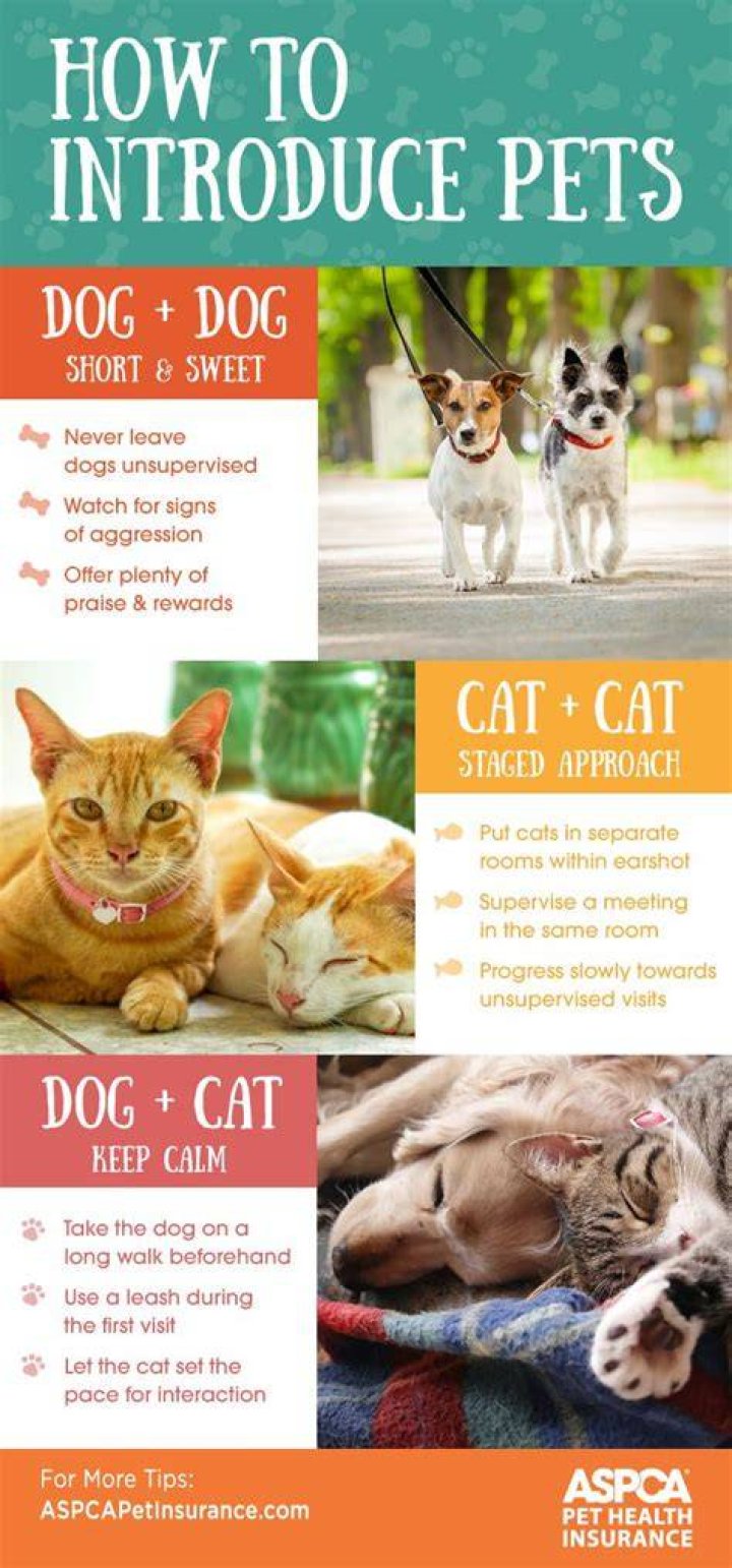 How do you introduce a cat to a large dog?