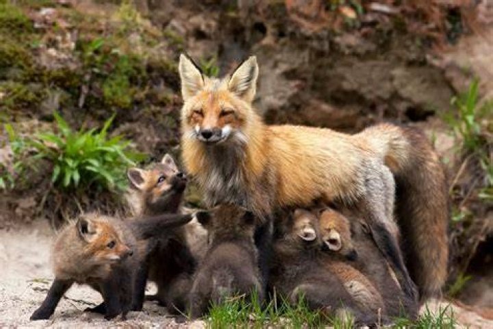 How long do fox cubs stay with their mother?