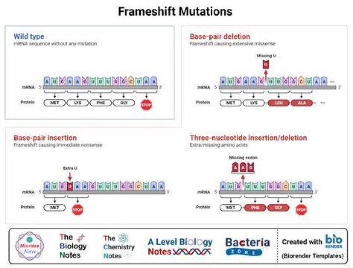 Is point mutation worse than frameshift?