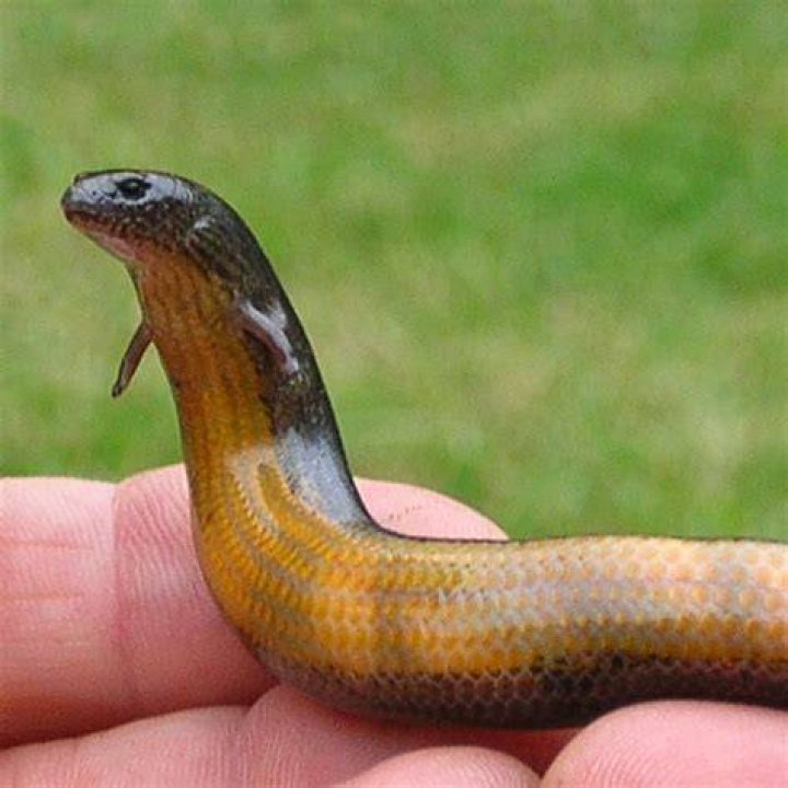 What came first snake or lizard?