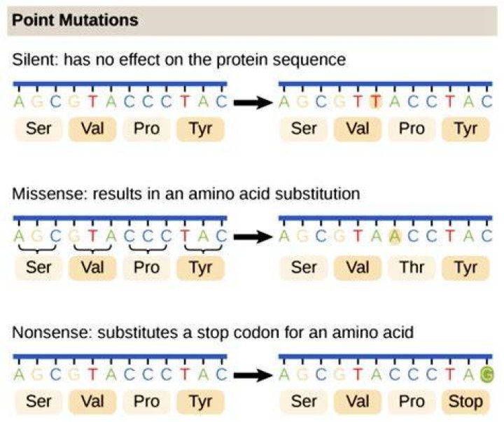 What can point mutations lead to?