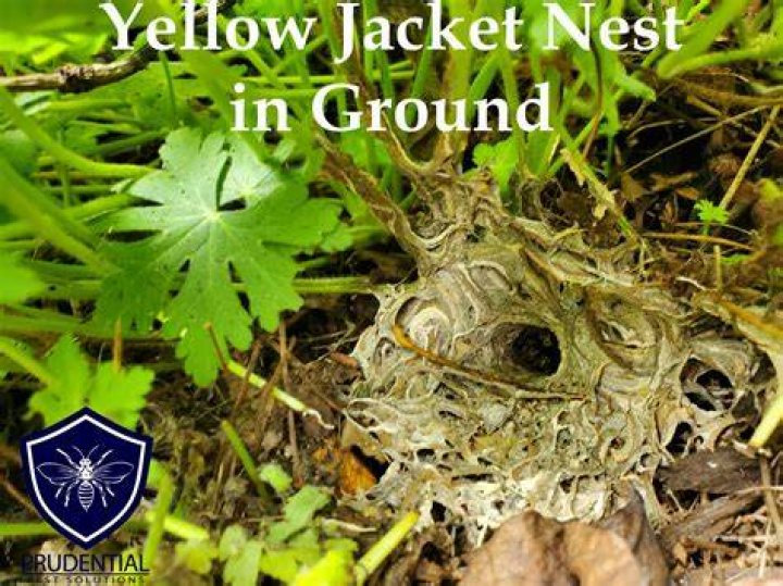 What do you do with a yellow jacket nest in the ground?