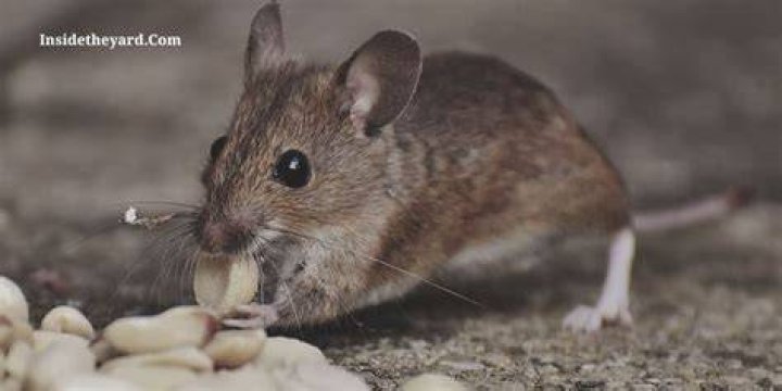 What does cornmeal do to mice?