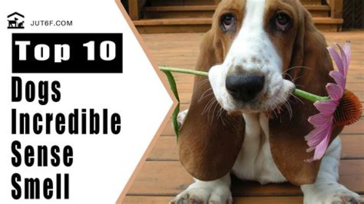 What dog breed has best sense of smell?