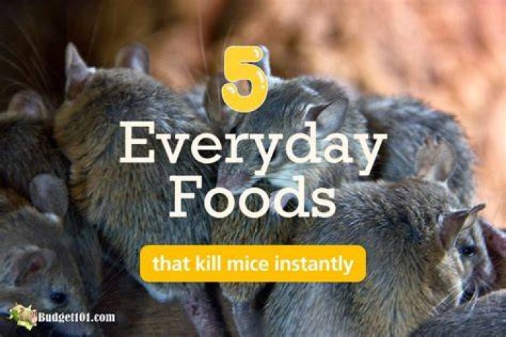 What food kills hamsters instantly?