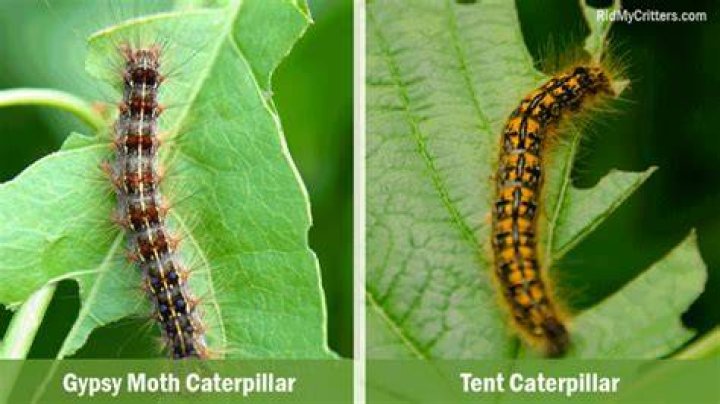 What kills gypsy moth caterpillars?