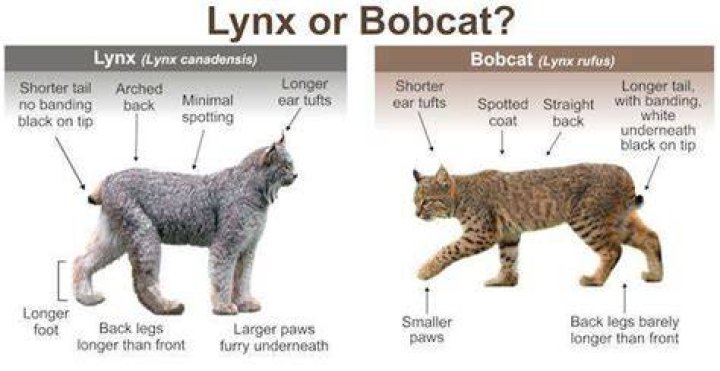 Which is bigger bobcat or lynx?
