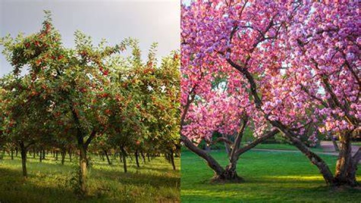 Who does blossom like?