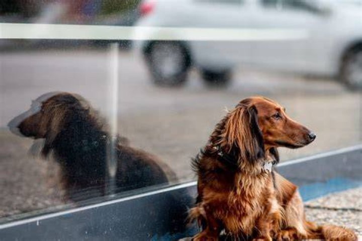 Why do dogs ignore mirrors?