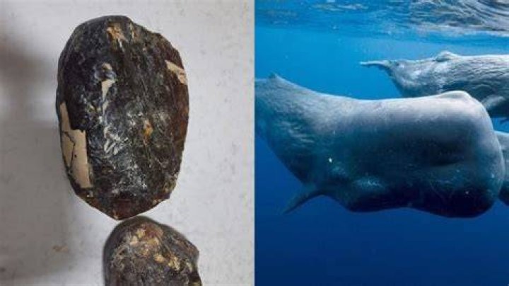 Why is whale vomit worth so much?