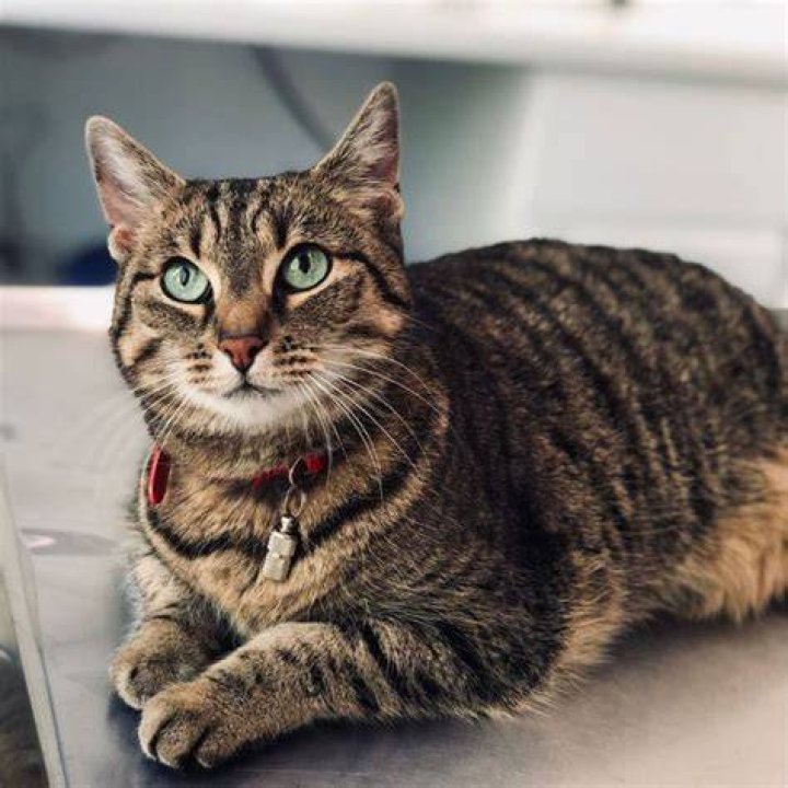 Why tabby cats are the best?