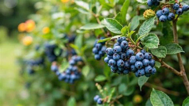 Why won't my blueberry bush produce fruit?